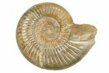 Polished Jurassic Ammonite (Perisphinctes) - Madagascar #248738-1